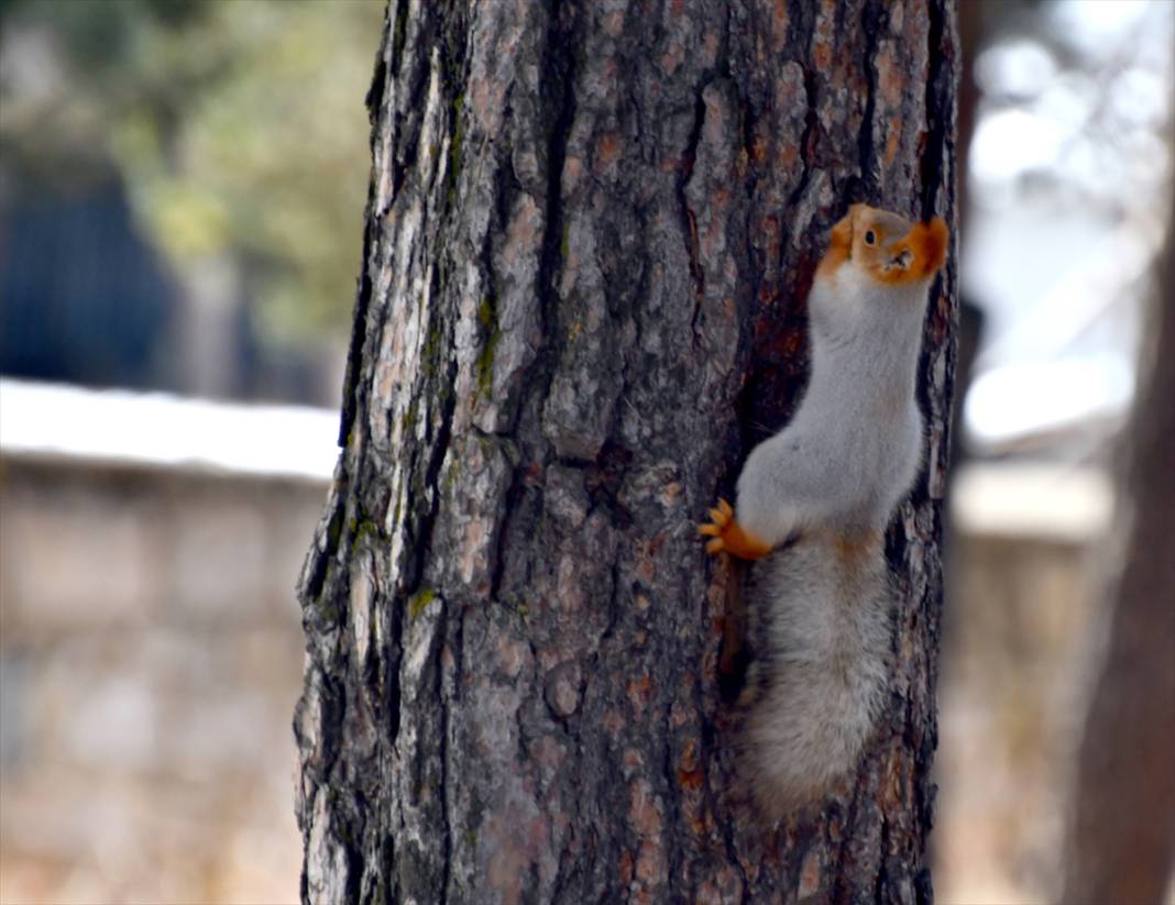 Doğanın renkli misafirleri! Kars'ta kızıl sincaplar yaşam alanlarında görüntülendi 2